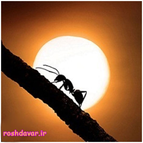 مورچه و سلیمان